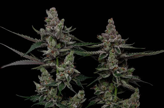 Super Blue Haze Feminisierte Samen – Green Bodhi – Green Bodhi | Highdelberg Seeds