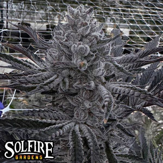 Butter Balm — Solfire Gardens Samen Sammlerobjekt