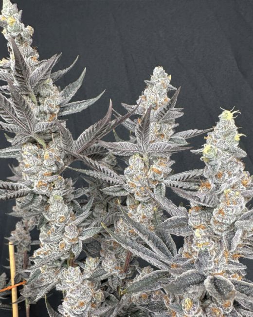 Diamond Daggers — Solfire Gardens Samen Sammlerobjekt