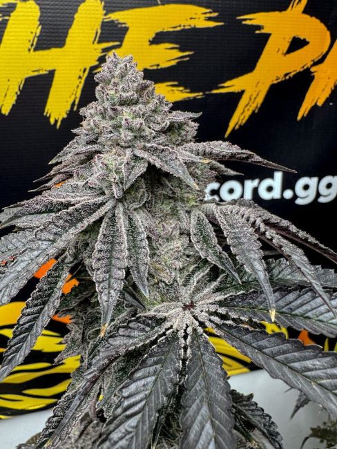 Dirty Water — Solfire Gardens Samen Sammlerobjekt