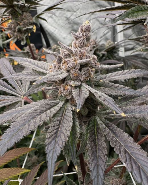 Gasserole — Solfire Gardens Samen Sammlerobjekt