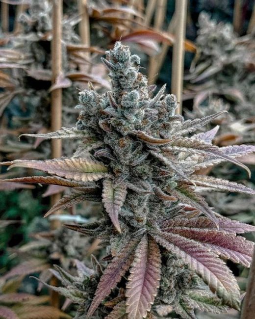 Lemon Elixir — Solfire Gardens Samen Sammlerobjekt