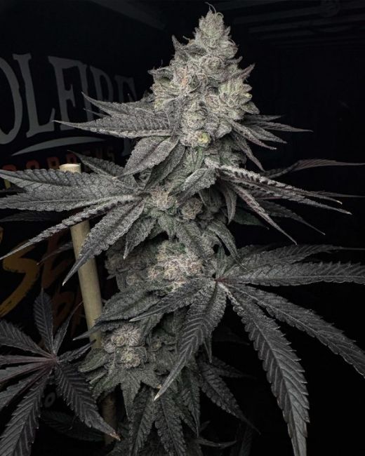 Lucid Vision — Solfire Gardens Samen Sammlerobjekt