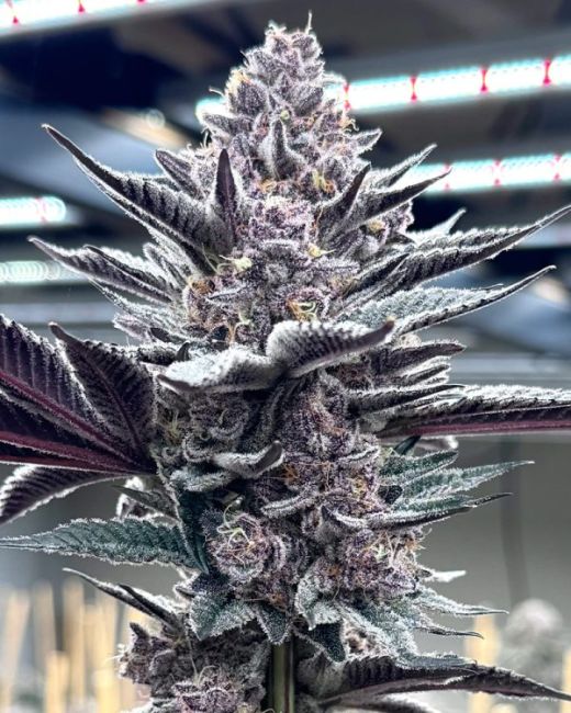 Pink Milk — Solfire Gardens Samen Sammlerobjekt