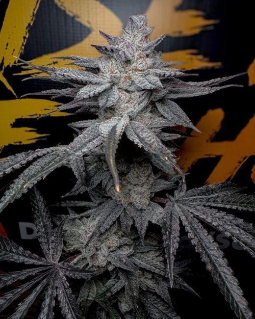Rubicite — Solfire Gardens Samen Sammlerobjekt