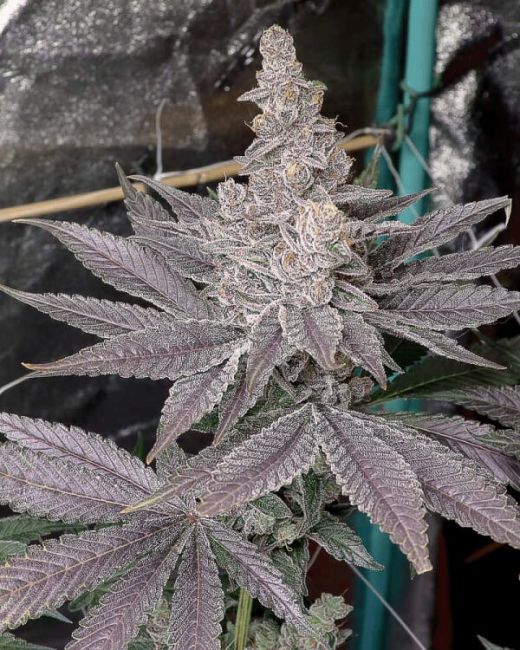 Swolfire — Solfire Gardens Samen Sammlerobjekt