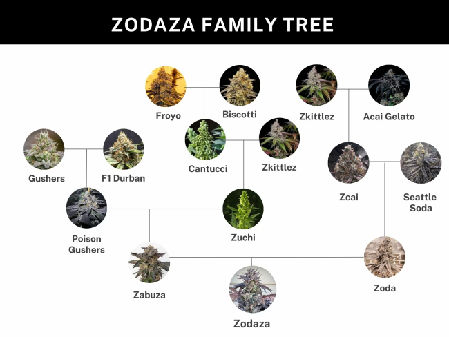 Zodaza — Umami Seed Co. Samen Sammlerobjekt
