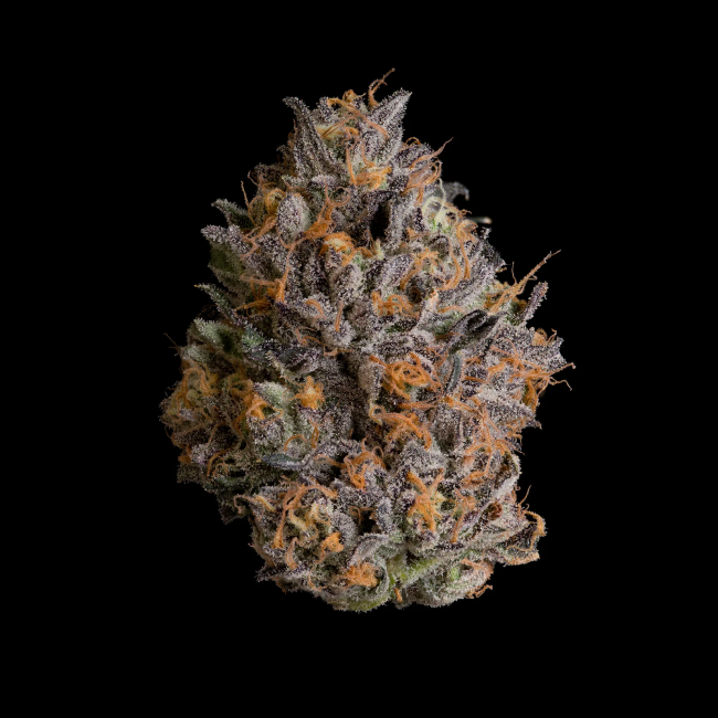 Black Bow – Wizard Trees Genetics feminisierte Cannabis Samen, Sammlerobjekt KCanG §4, Strain-Art