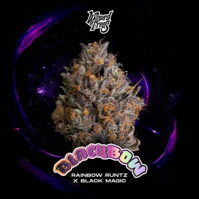 Black Bow – Wizard Trees Genetics feminisierte Cannabis Samen, Sammlerobjekt KCanG §4