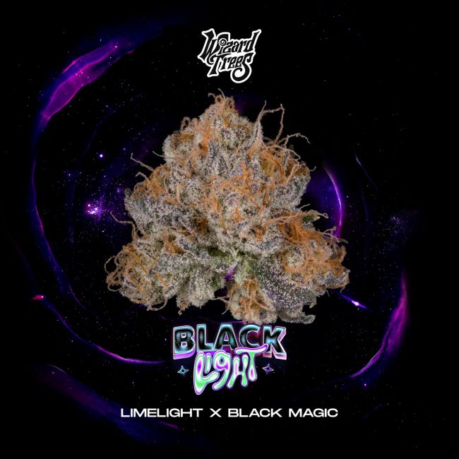 Black Light – Wizard Trees Genetics Sammlerobjekt