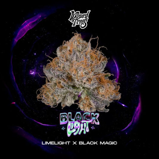 Black Light – Wizard Trees Genetics Sammlerobjekt – Cannabis Samen von Wizard Trees Genetics