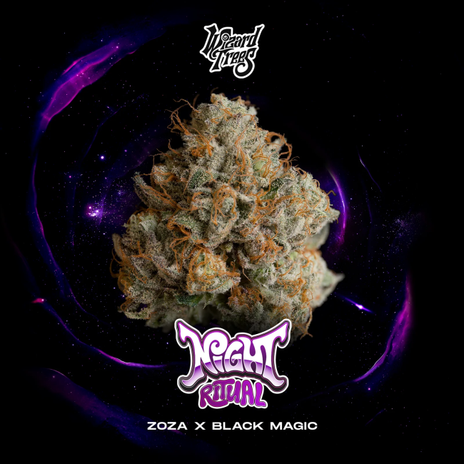 Night Ritual – Wizard Trees Genetics feminisierte Cannabis Samen, Sammlerobjekt KCanG §4