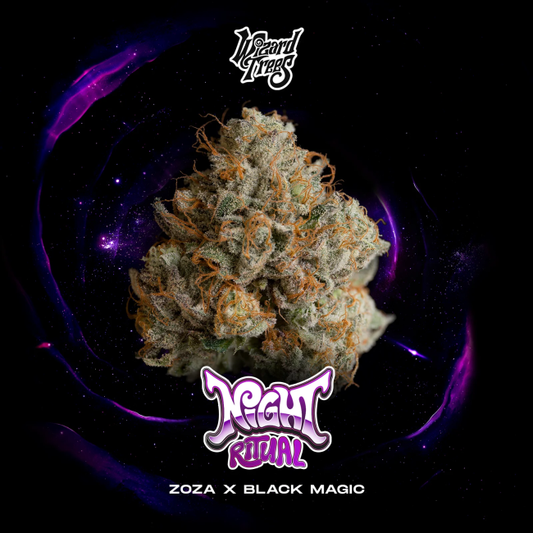 Night Ritual – Wizard Trees Genetics feminisierte Cannabis Samen, Sammlerobjekt KCanG §4