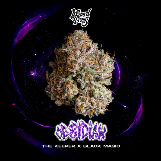 Obsidian – Wizard Trees Genetics feminisierte Cannabis Samen, Sammlerobjekt KCanG §4
