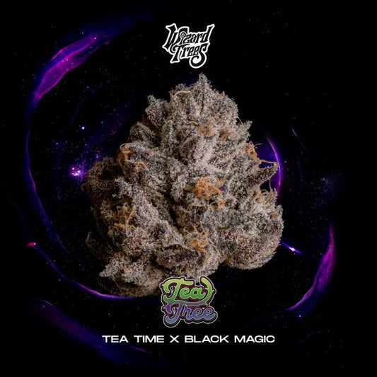 Tea Tree – Wizard Trees Genetics Sammlerobjekt – Cannabis Samen von Wizard Trees Genetics
