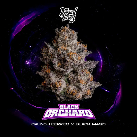 Black Orchard – Wizard Trees Genetics | Feminisierte Cannabis Samen
