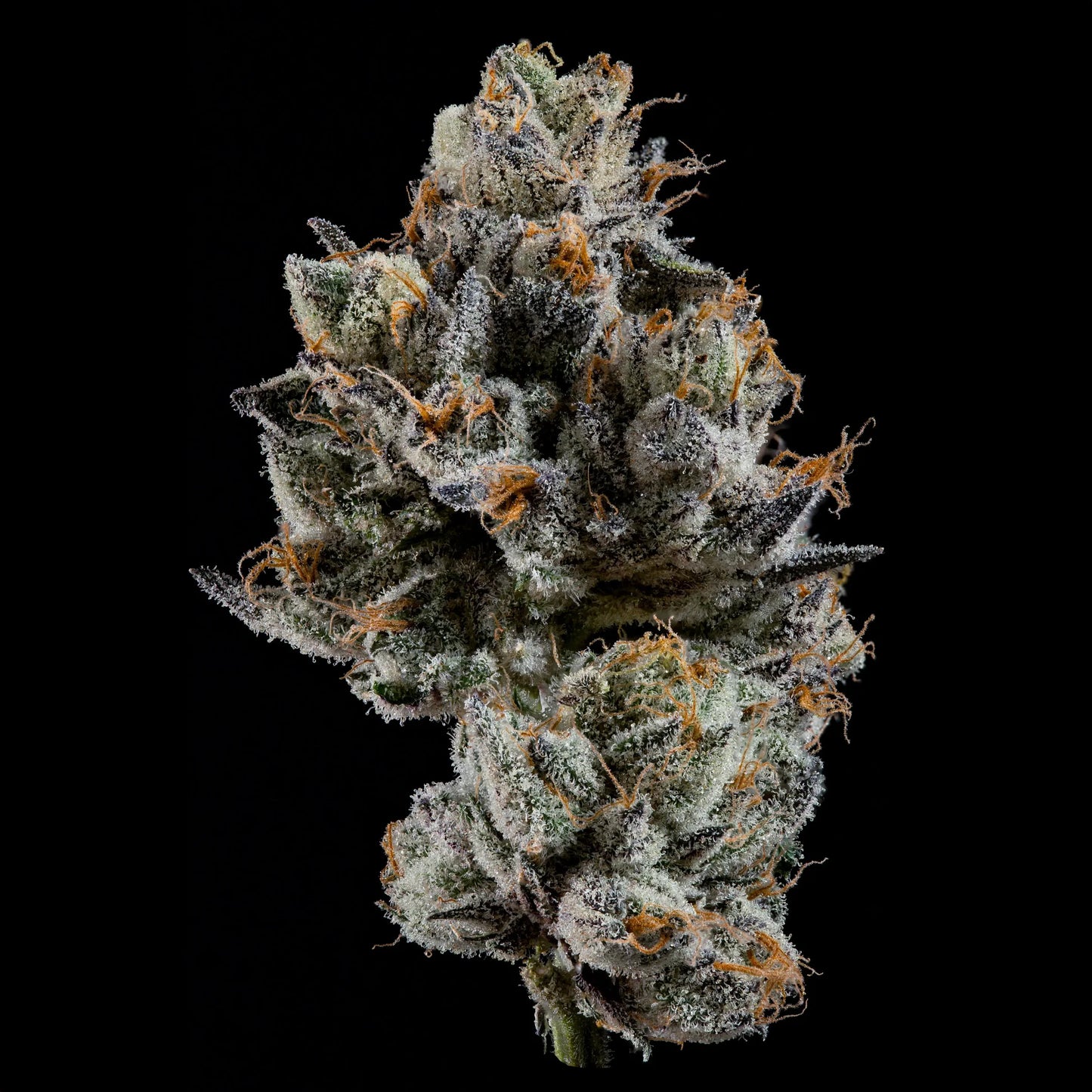 Cali Tings – Wizard Trees Genetics | Feminisierte Cannabis Samen