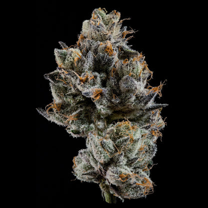 Cali Tings – Wizard Trees Genetics | Feminisierte Cannabis Samen