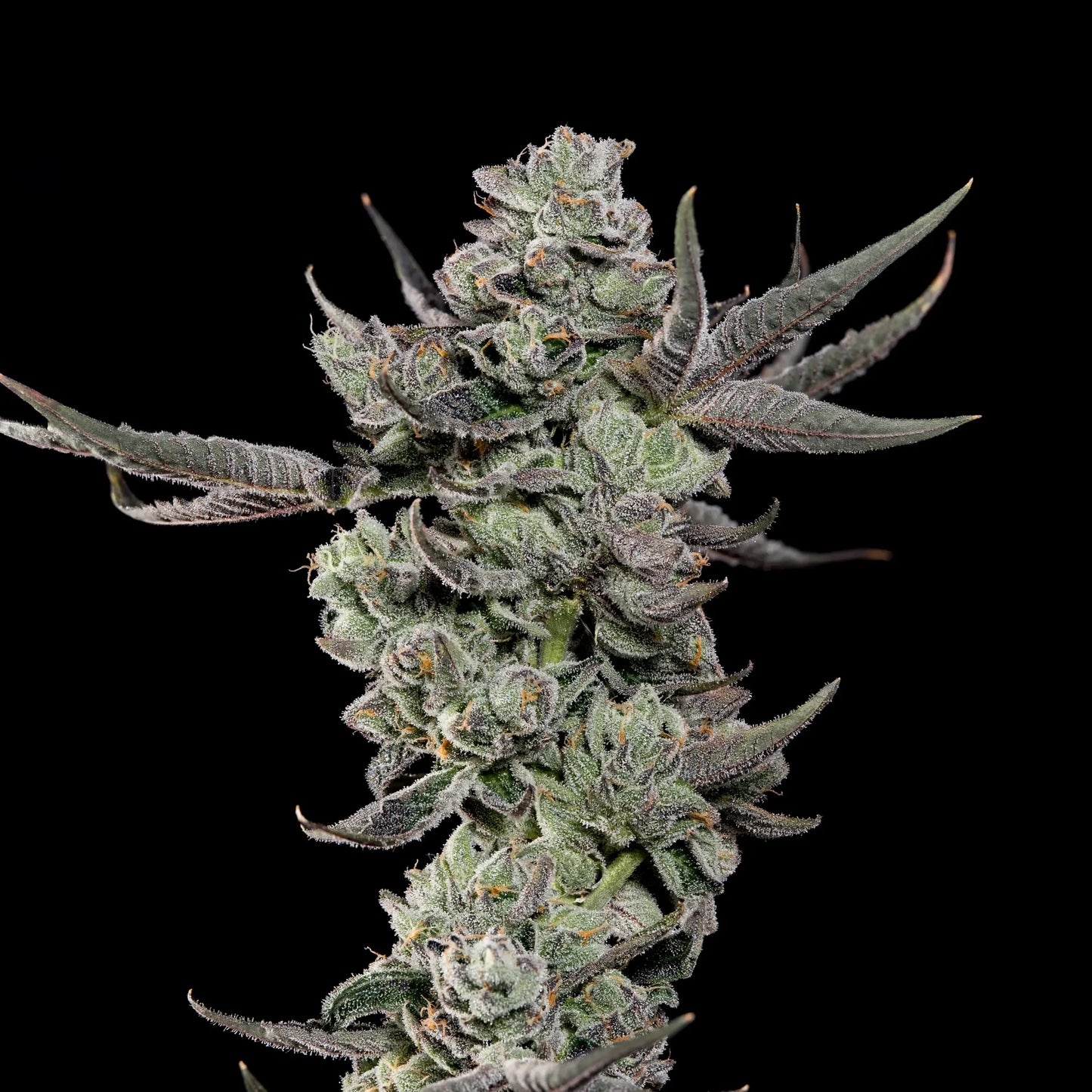 Cali Tings – Wizard Trees Genetics | Feminisierte Cannabis Samen