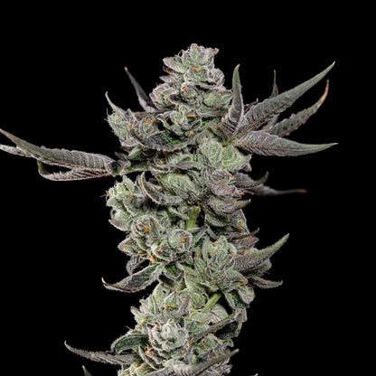 Cali Tings – Wizard Trees Genetics | Feminisierte Cannabis Samen