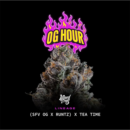 OG Hour – Wizard Trees Genetics | Feminisierte Cannabis Samen