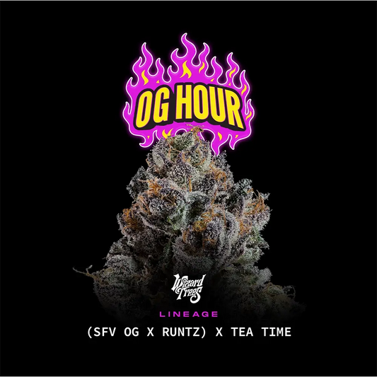 OG Hour – Wizard Trees Genetics | Feminisierte Cannabis Samen