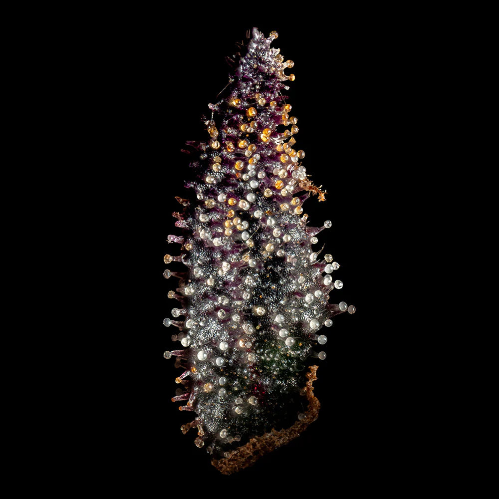 OG Hour – Wizard Trees Genetics | Feminisierte Cannabis Samen