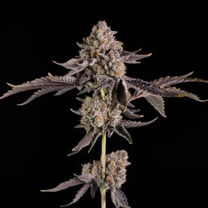 OG Hour – Wizard Trees Genetics | Feminisierte Cannabis Samen