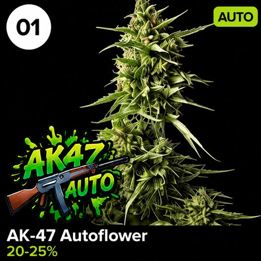 Gorilla Auto von Huba Seed Bank – Cannabis Samen von Huba Seed Bank