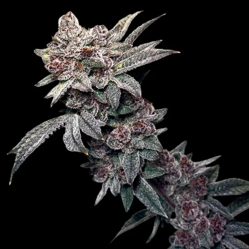 Gary & Gas Feminisiert Saatgut – TerpyZ Mutant Genetics Samen als Sammlerobjekt – Highdelberg Seeds Heidelberg (18+)