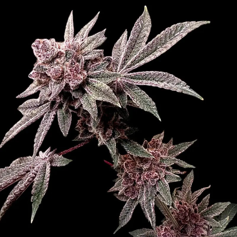 Gary & Gas Feminisiert Saatgut – TerpyZ Mutant Genetics Samen als Sammlerobjekt – Highdelberg Seeds Heidelberg (18+)