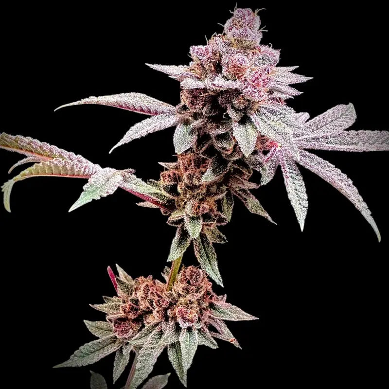 Gary & Gas Feminisiert Saatgut – TerpyZ Mutant Genetics Samen als Sammlerobjekt – Highdelberg Seeds Heidelberg (18+)