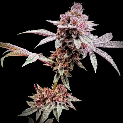 Gary & Gas Feminisiert Saatgut – TerpyZ Mutant Genetics Samen als Sammlerobjekt – Highdelberg Seeds Heidelberg (18+)