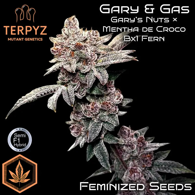Gary & Gas Feminisiert Saatgut – TerpyZ Mutant Genetics Samen als Sammlerobjekt – Highdelberg Seeds Heidelberg (18+)