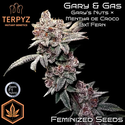 Gary & Gas Feminisiert Saatgut – TerpyZ Mutant Genetics Samen als Sammlerobjekt – Highdelberg Seeds Heidelberg (18+)
