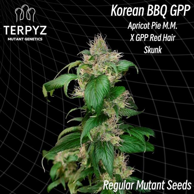 Korean BBQ GPP Regelmäßig Saatgut – TerpyZ Mutant Genetics Samen als Sammlerobjekt – Highdelberg Seeds Heidelberg (18+)