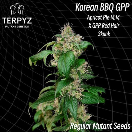 Korean BBQ GPP Regelmäßig Saatgut – TerpyZ Mutant Genetics Samen als Sammlerobjekt – Highdelberg Seeds Heidelberg (18+)
