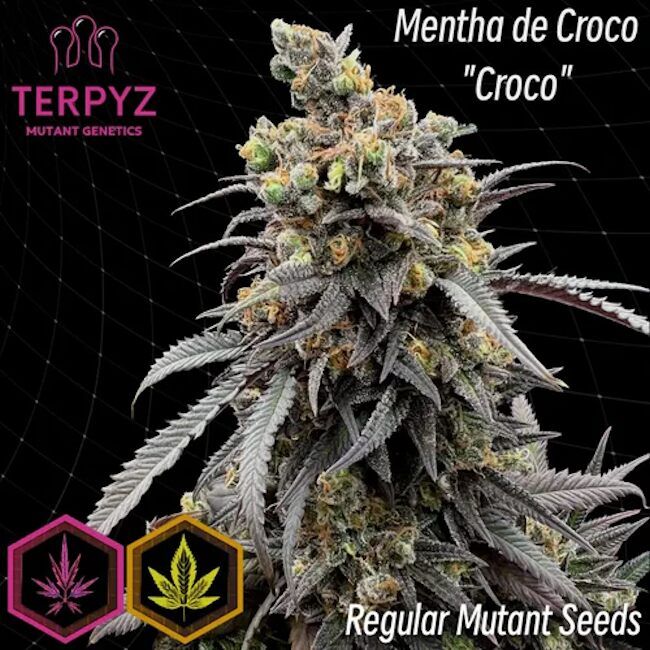 Mentha de Croco Croco Bx Regelmäßig Saatgut – TerpyZ Mutant Genetics Samen als Sammlerobjekt – Highdelberg Seeds Heidelberg (18+)