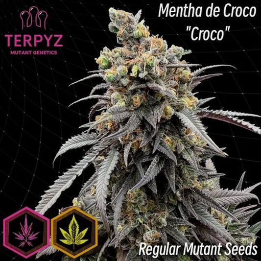 Mentha de Croco Croco Bx Regelmäßig Saatgut – TerpyZ Mutant Genetics Samen als Sammlerobjekt – Highdelberg Seeds Heidelberg (18+)