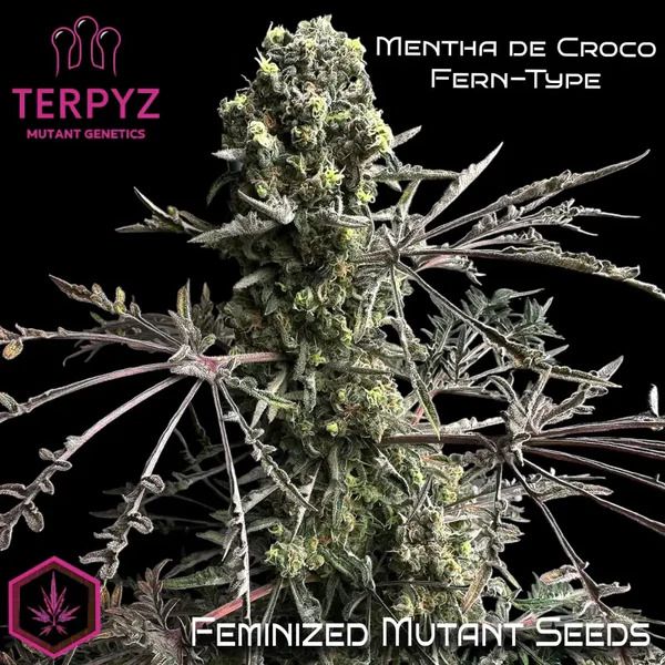 Mentha de Croco Fern BX1 F2 Feminisiert Saatgut – TerpyZ Mutant Genetics Samen als Sammlerobjekt – Highdelberg Seeds Heidelberg (18+)