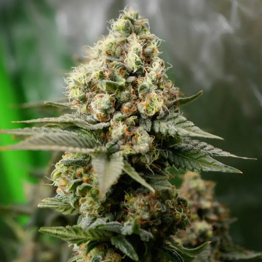 Neon Wasabi Feminisiert Saatgut – TerpyZ Mutant Genetics Samen als Sammlerobjekt – Highdelberg Seeds Heidelberg (18+)