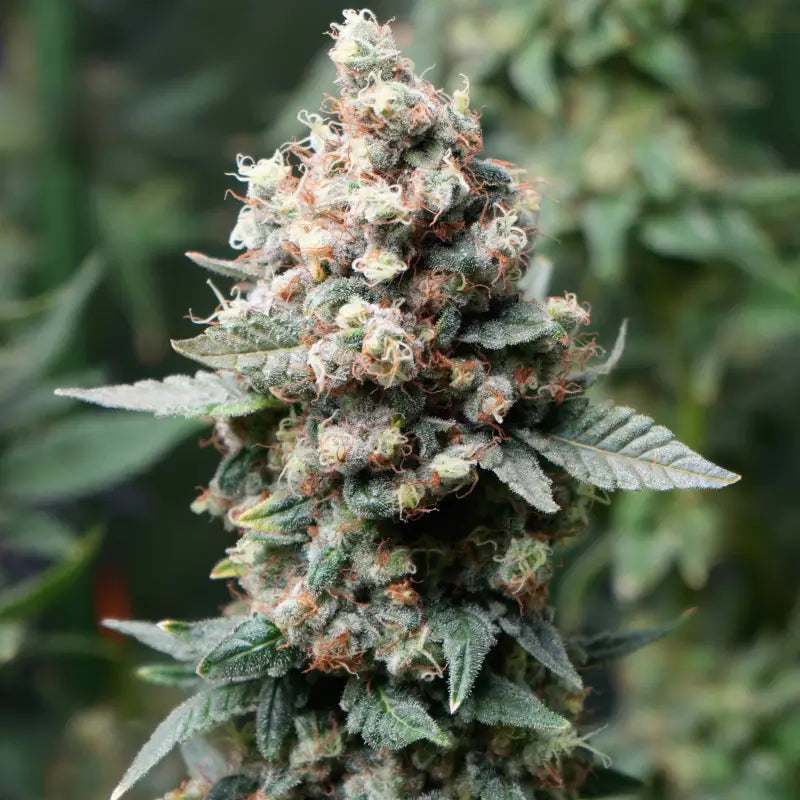 Neon Wasabi Feminisiert Saatgut – TerpyZ Mutant Genetics Samen als Sammlerobjekt – Highdelberg Seeds Heidelberg (18+)