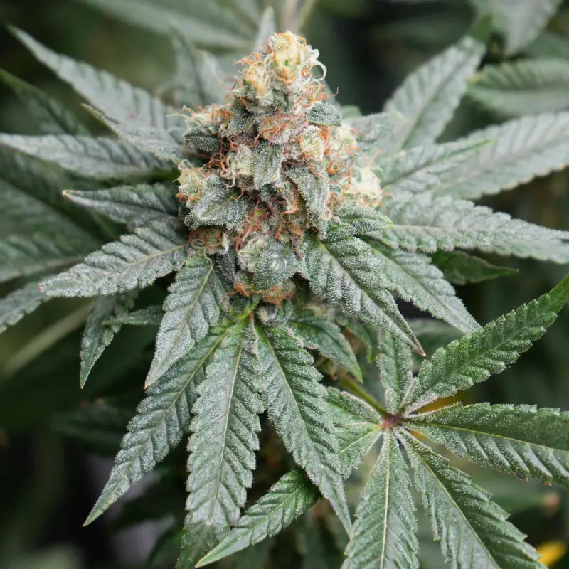 Neon Wasabi Feminisiert Saatgut – TerpyZ Mutant Genetics Samen als Sammlerobjekt – Highdelberg Seeds Heidelberg (18+)