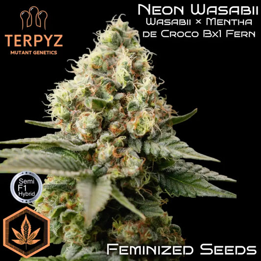 Neon Wasabi Feminisiert Saatgut – TerpyZ Mutant Genetics Samen als Sammlerobjekt – Highdelberg Seeds Heidelberg (18+)