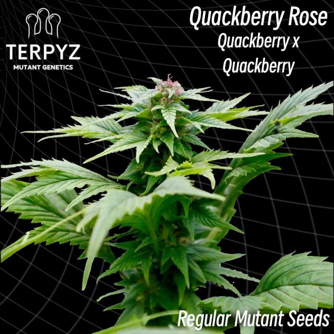 Quackberry Rose Regelmäßig Saatgut – TerpyZ Mutant Genetics Samen als Sammlerobjekt – Highdelberg Seeds Heidelberg (18+)
