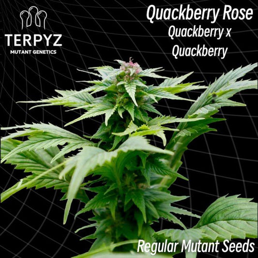 Quackberry Rose Regelmäßig Saatgut – TerpyZ Mutant Genetics Samen als Sammlerobjekt – Highdelberg Seeds Heidelberg (18+)