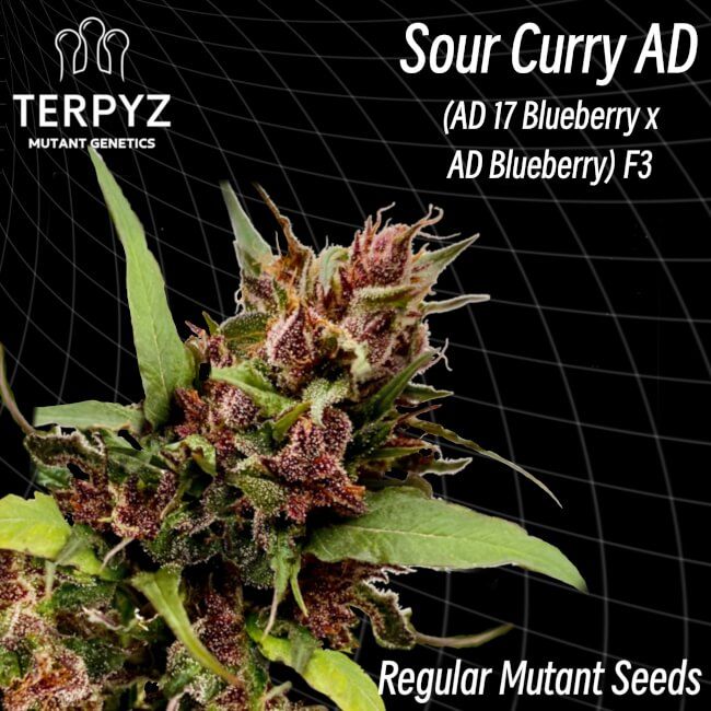 Sour Curry AD Regelmäßig Saatgut – TerpyZ Mutant Genetics Samen als Sammlerobjekt – Highdelberg Seeds Heidelberg (18+)