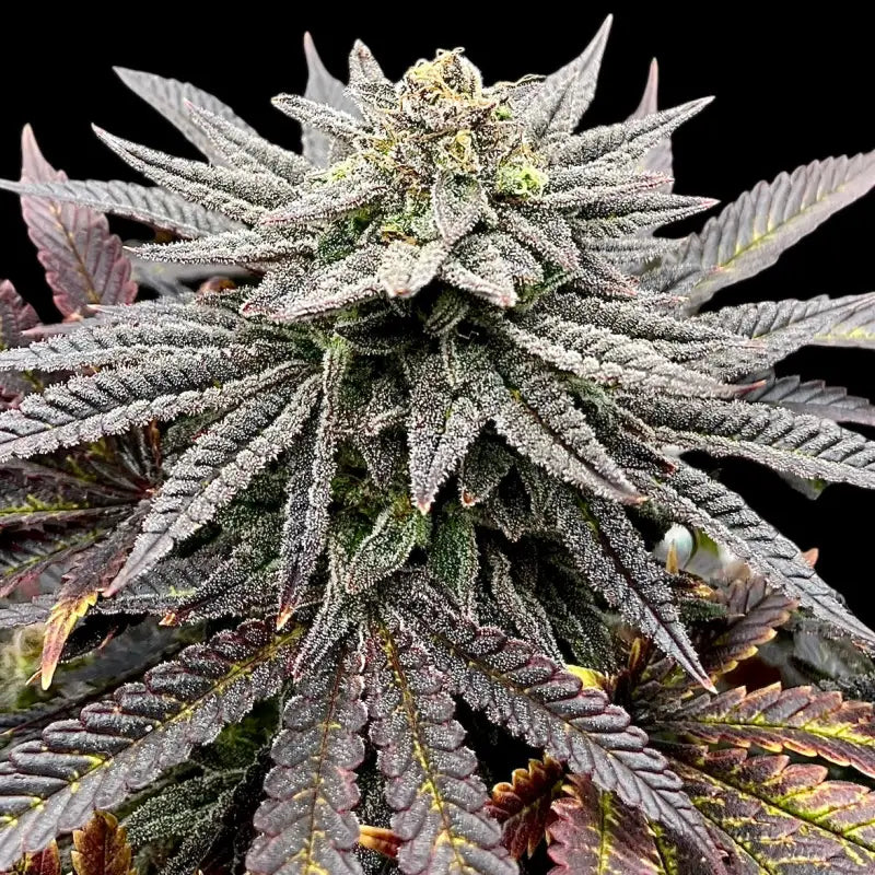 Super Menthol Haze Feminisiert Saatgut – TerpyZ Mutant Genetics Samen als Sammlerobjekt – Highdelberg Seeds Heidelberg (18+)