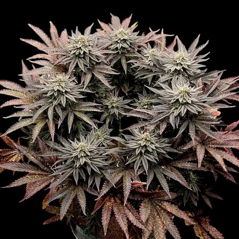 Super Menthol Haze Feminisiert Saatgut – TerpyZ Mutant Genetics Samen als Sammlerobjekt – Highdelberg Seeds Heidelberg (18+)