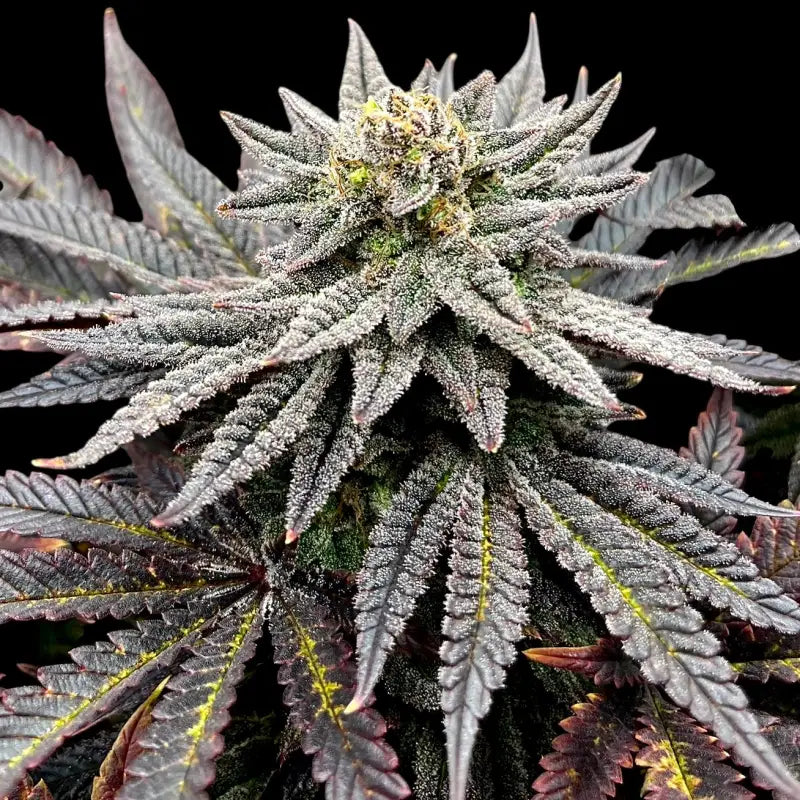 Super Menthol Haze Feminisiert Saatgut – TerpyZ Mutant Genetics Samen als Sammlerobjekt – Highdelberg Seeds Heidelberg (18+)